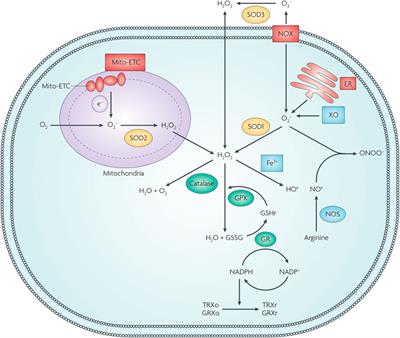 The progress of research on the application of redox nanomaterials in disease therapy